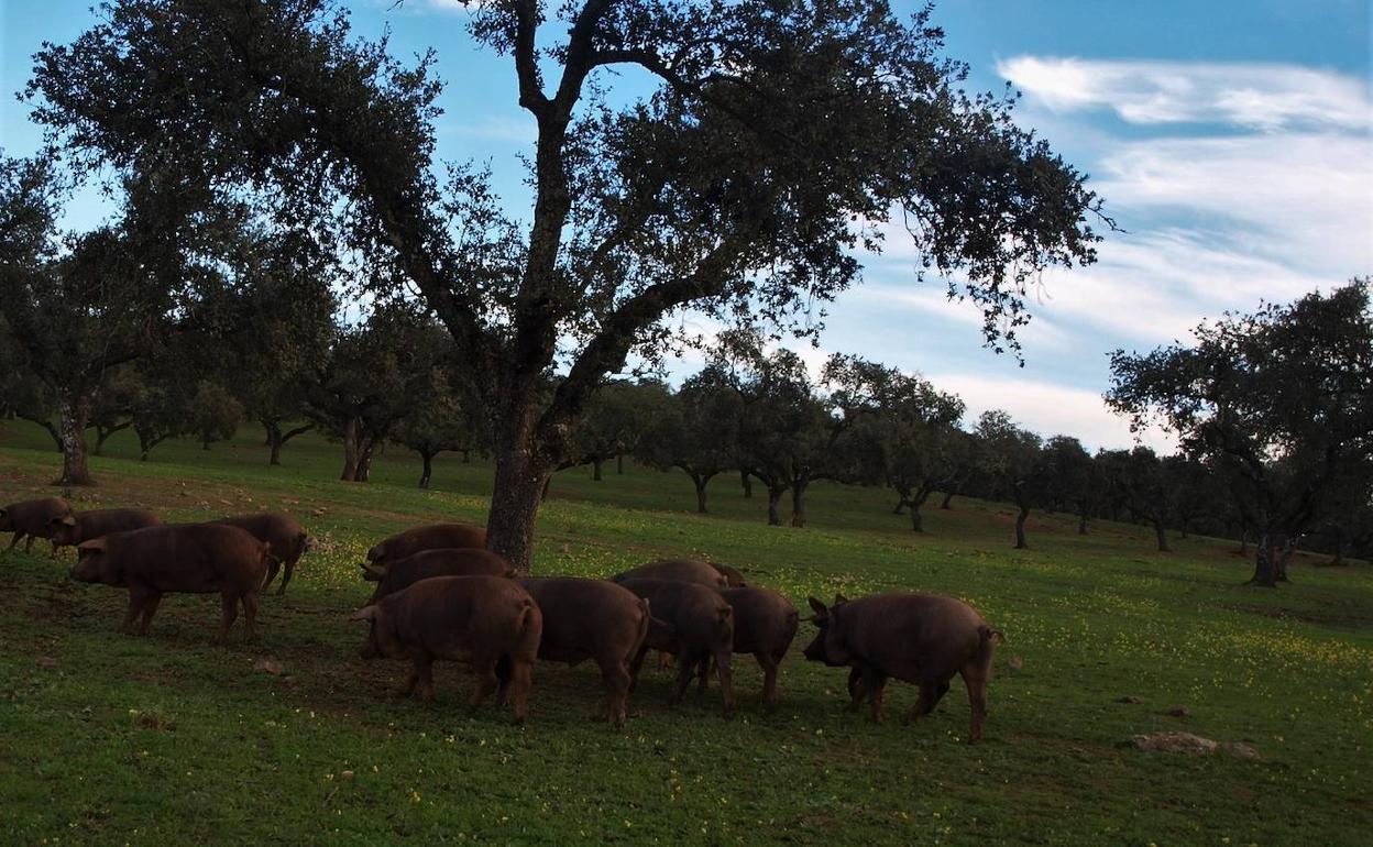 La oficina veterinaria de la localidad permanecerá cerrada durante el Estado de Alarma
