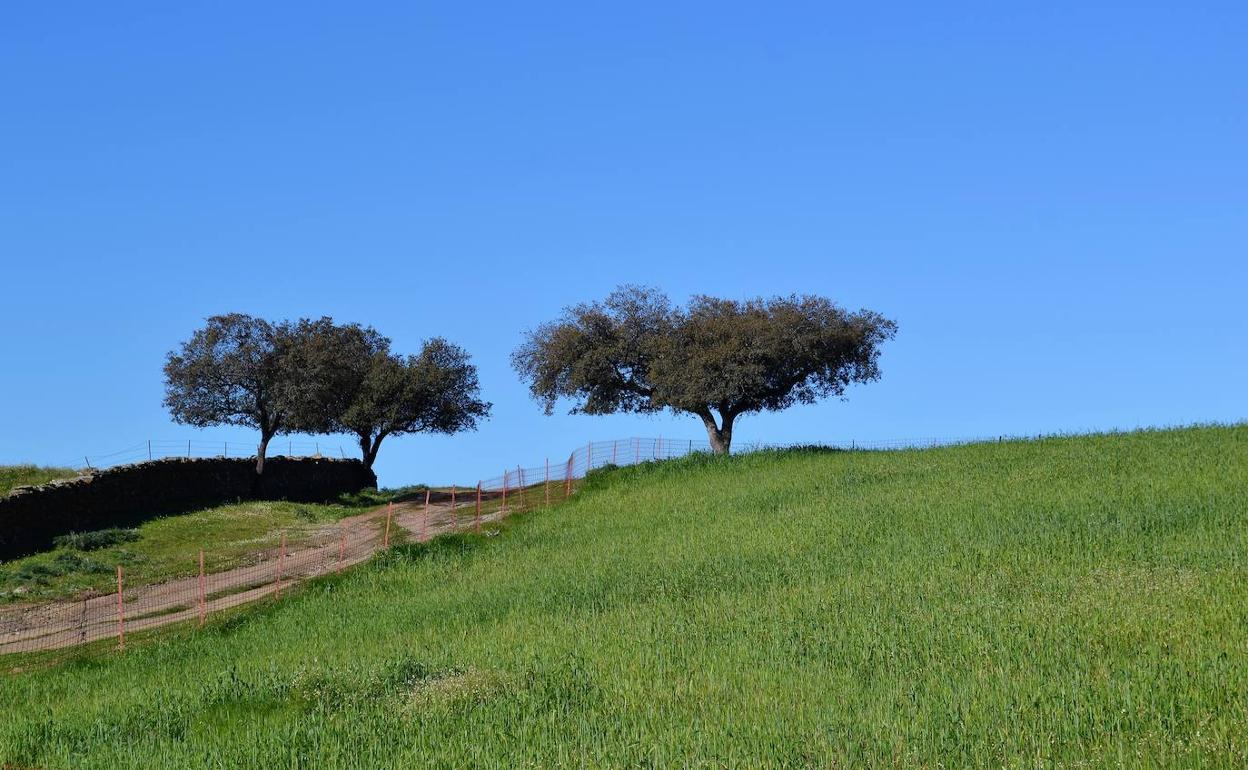 Imagen de un campo de la localidad.