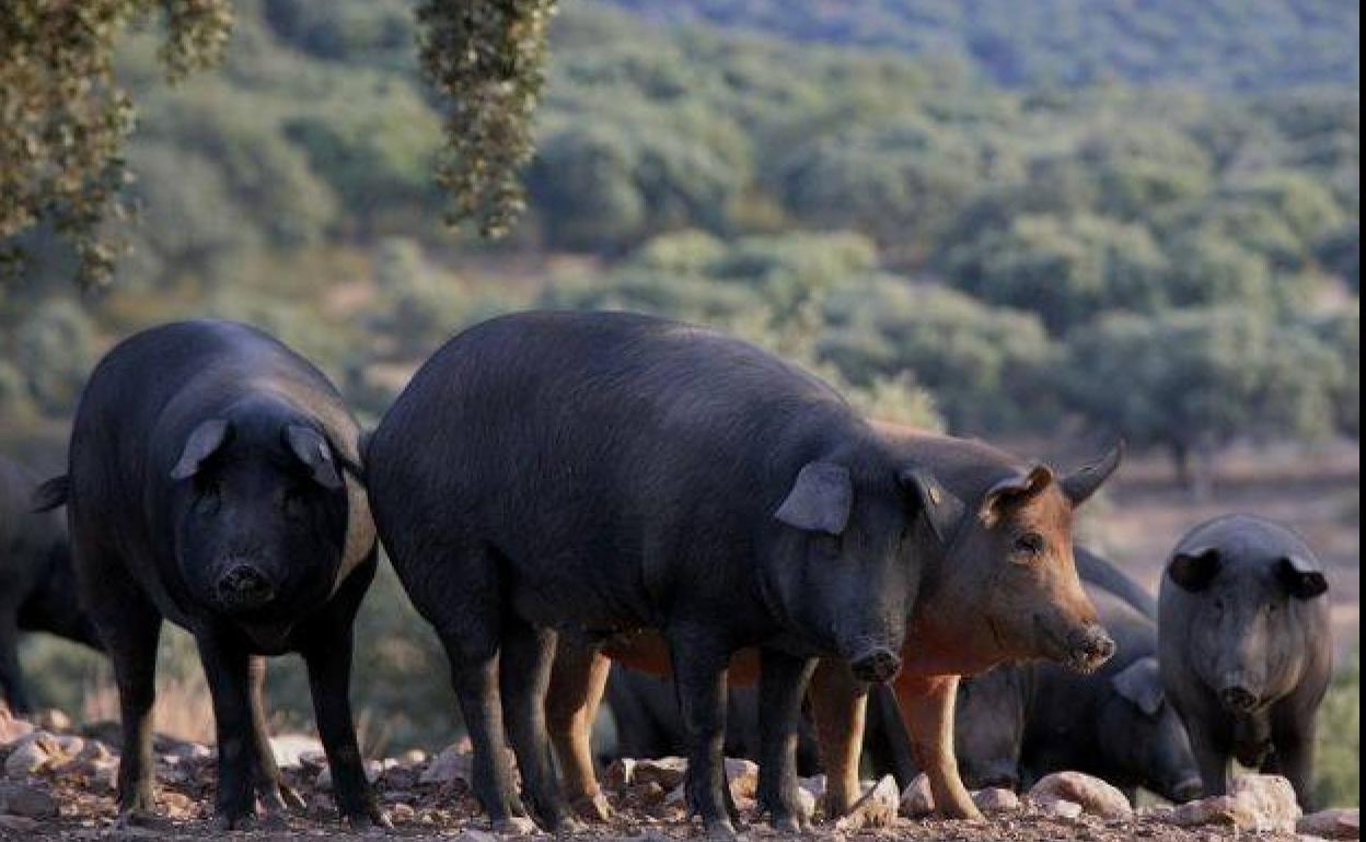 733.000 cerdos de bellota fueron sacrificados en la montanera 2019/2020