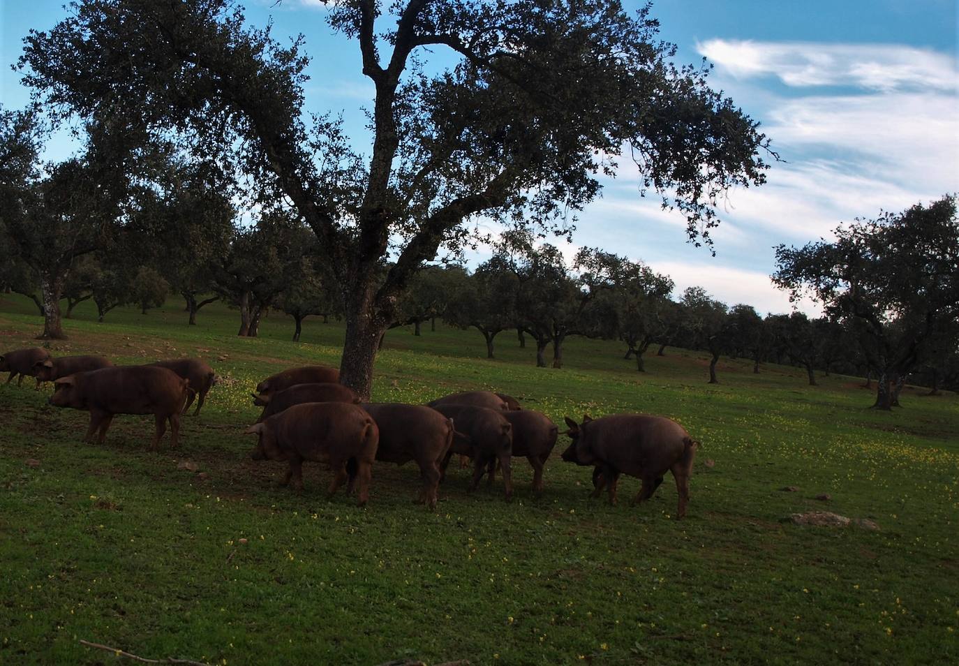 Cerdos ibéricos comiendo en la montanerra.