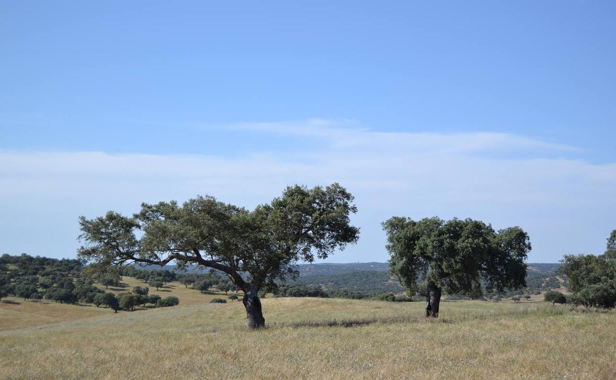 Campo villanovense.