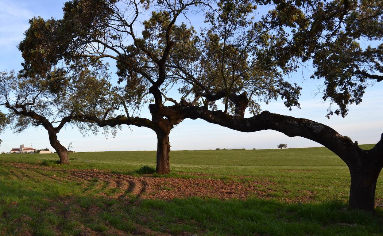 Campo villanovense.