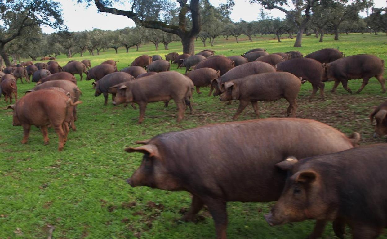 Piara de cerdos ibéricos de VIllanueva del Fresno.