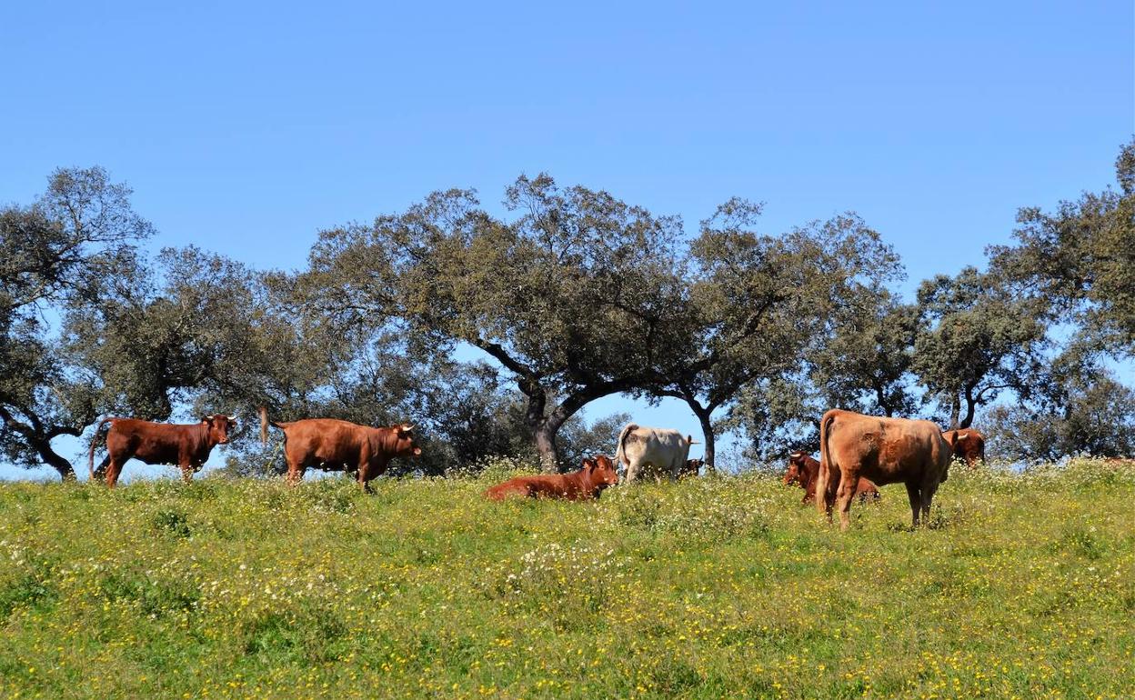 Ganado vacuno en el campo.