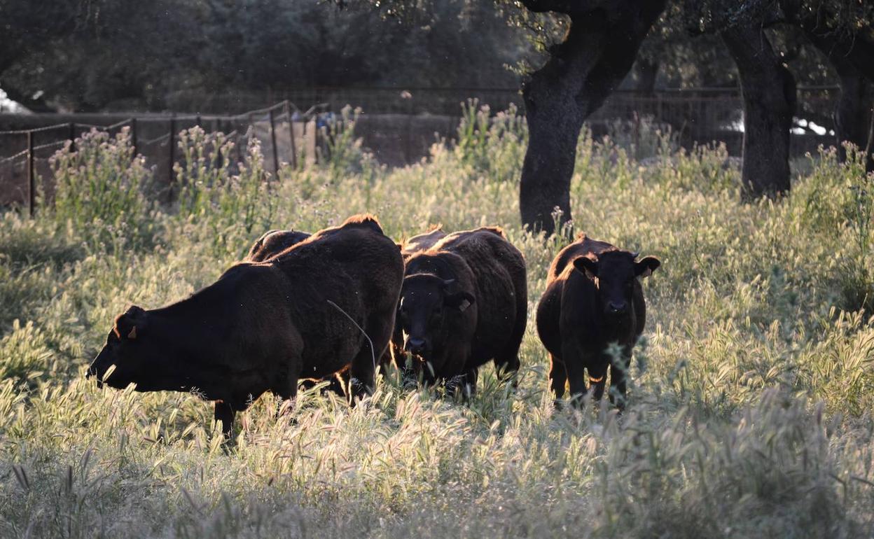 Vacas en la dehesa villanovense.