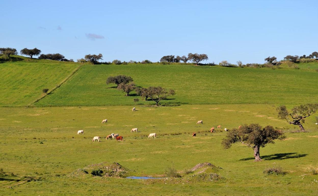 La Junta publica la resolución de las solicitudes de agricultor activo a título principal