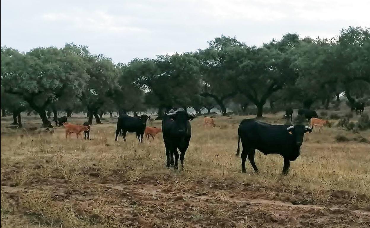 Ganado vacuno en el campo villanovense. A.P
