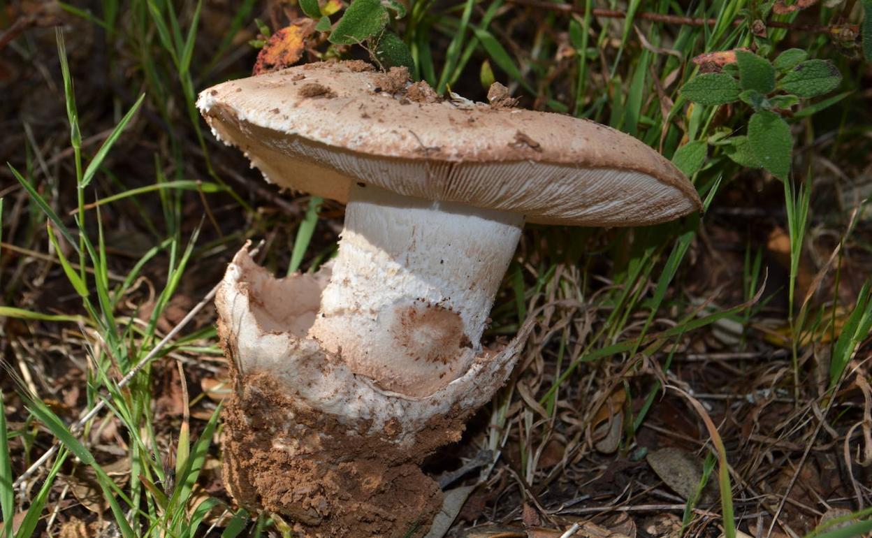 Seta autóctona de la localidad, amanita ponderosa, más conocida como gurumelo.
