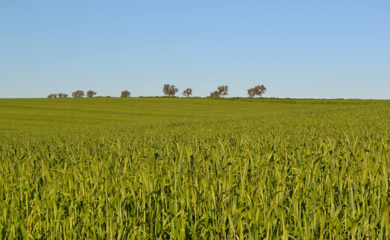 Campo villanovense sembrado.