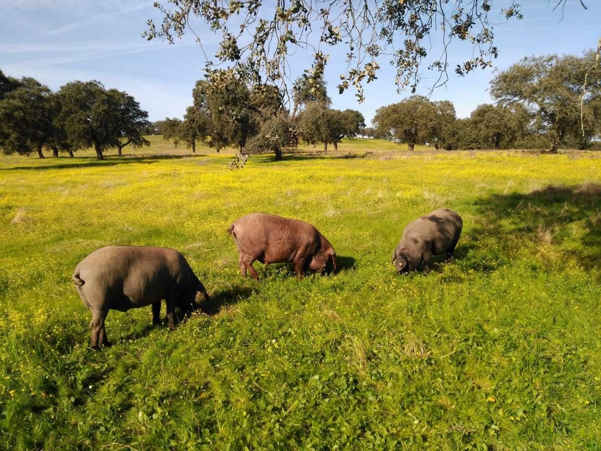 Un estudio de CICYTEX evalúa las características productivas y de calidad de la carne de los ibéricos: Lampiño, Torviscal y Retinto