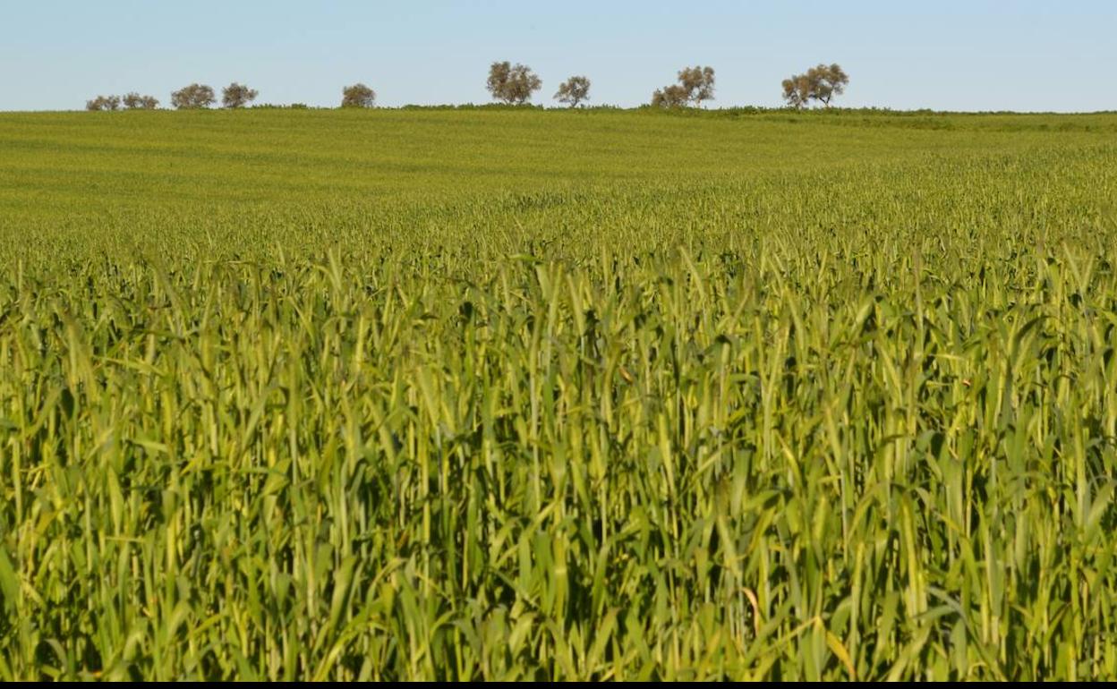Agricultura edita nuevas fichas técnicas sobre plagas, enfermedades y malas hierbas en los cultivos