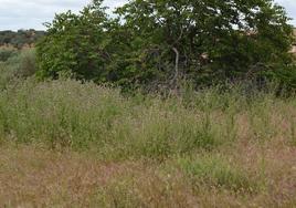 Pasto en un solar, imagen de archivo.