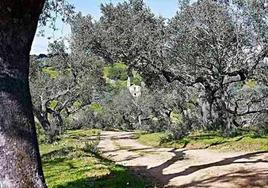 Camino rural de Moncarcha.