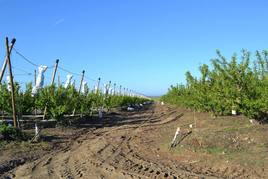 Lineales de árboles frutales de los Bienes Comunales.