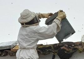 Retirado un panal de abejas en las traseras de Huertas del Marqués