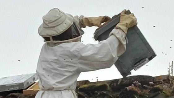 Retirado un panal de abejas en las traseras de Huertas del Marqués