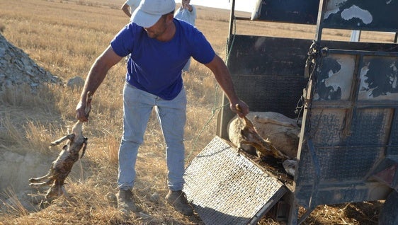 Los ganaderos más afectados están perdiendo hasta ocho ovejas por día a las que se suman los borregos nacidos muertos