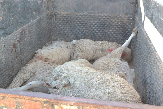 UPA-UCE Extremadura señala que ya han muerto 1.476 animales por la lengua azul en la localidad