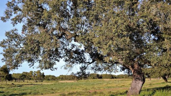 El Ayuntamiento anima a participar en el proyecto 'Apadrina una encina'