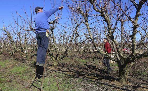  Jornaleros de Villanueva del Fresno podando frutales en la finca comunal que bebe de Alqueva. ROMERO