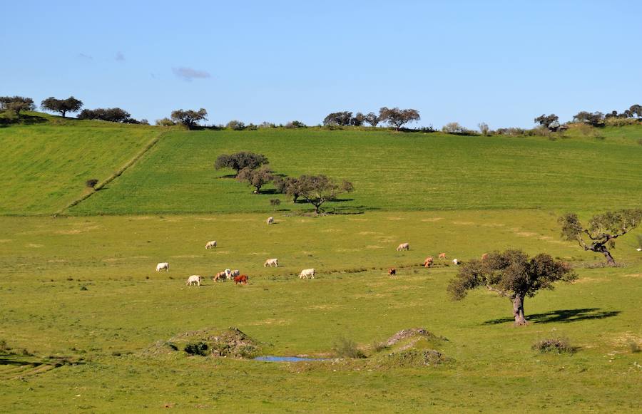 Dehesa villanovense. A.P