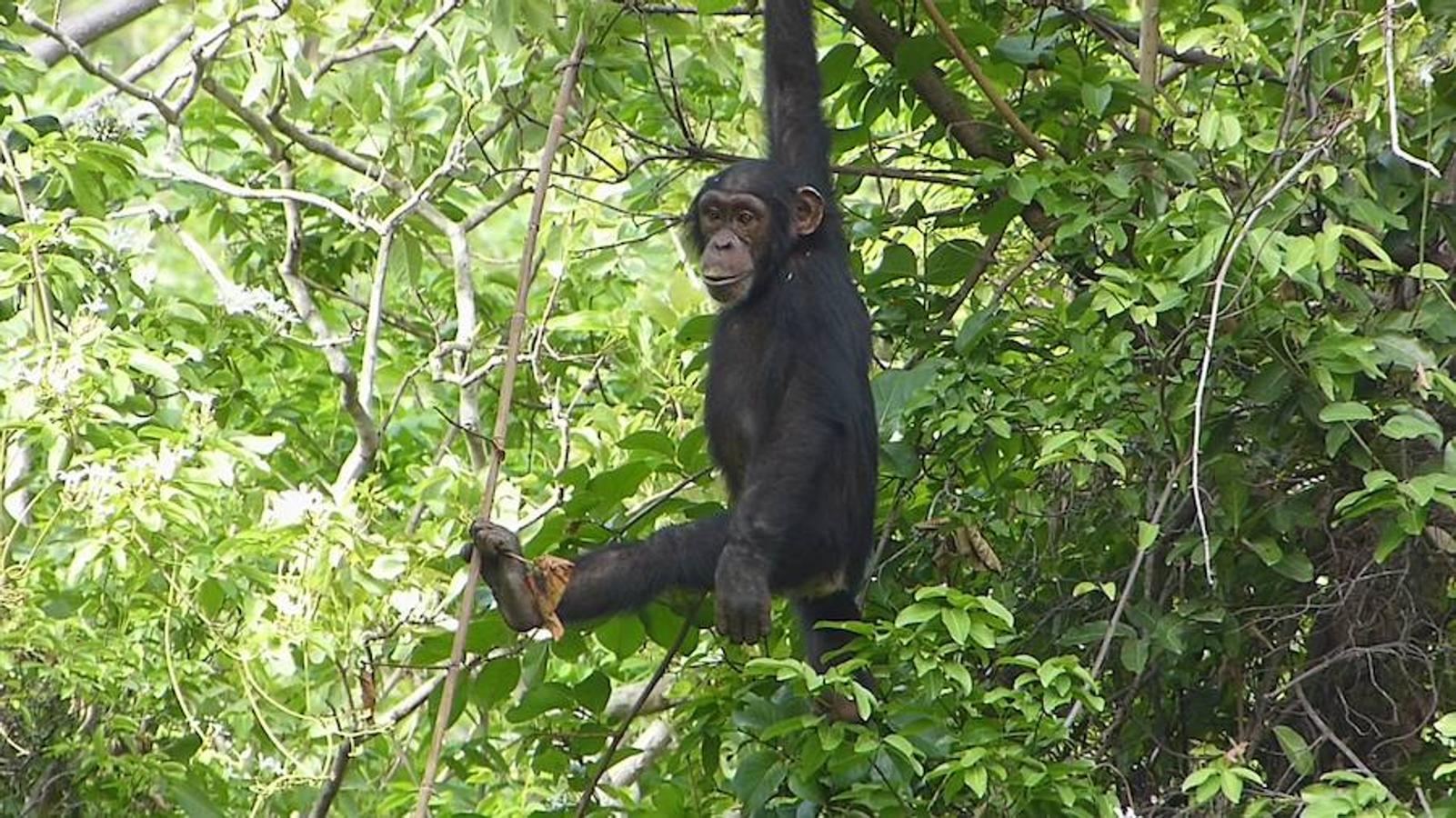 Un extremeño entre chimpancés