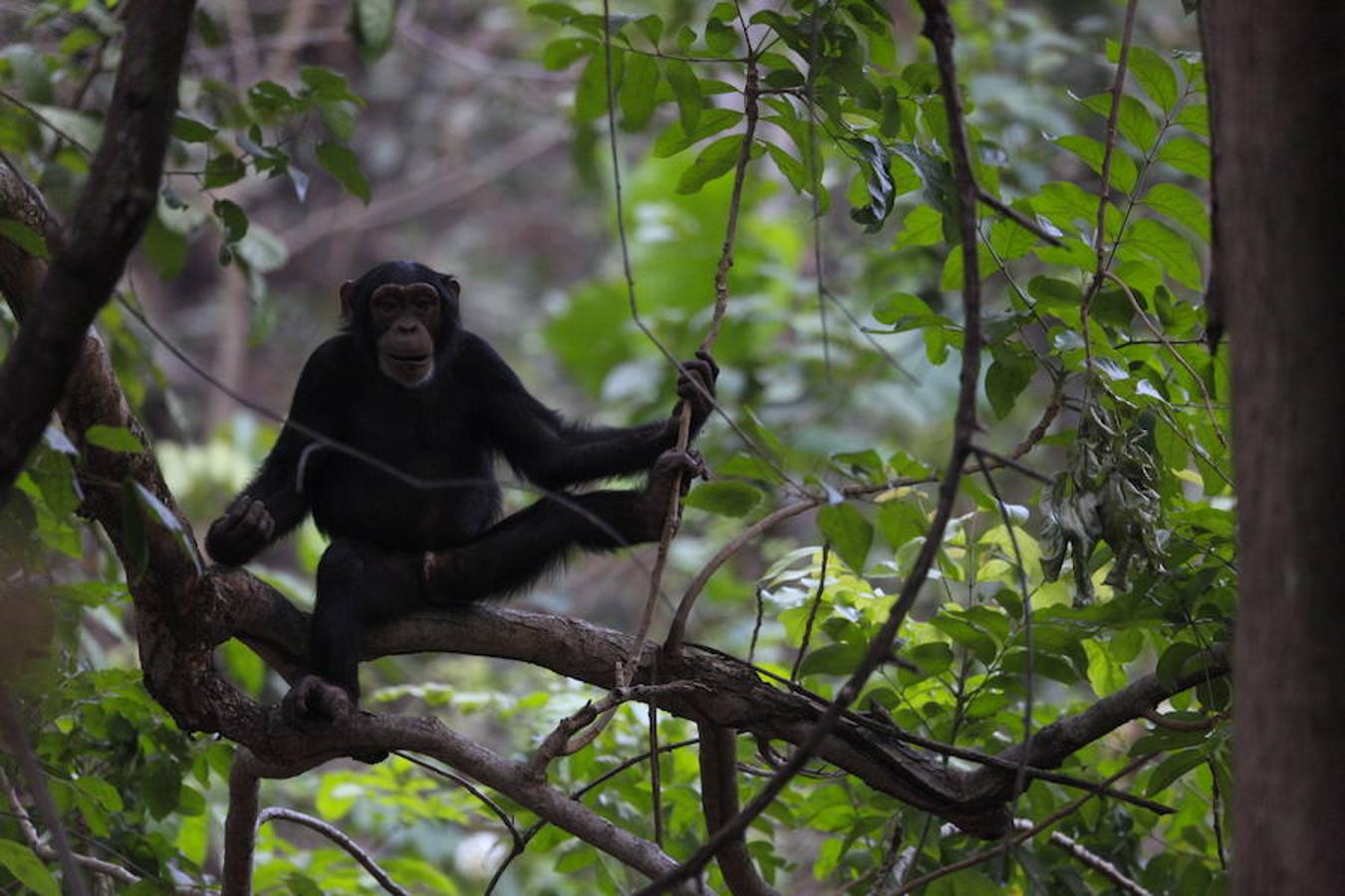 Un extremeño entre chimpancés