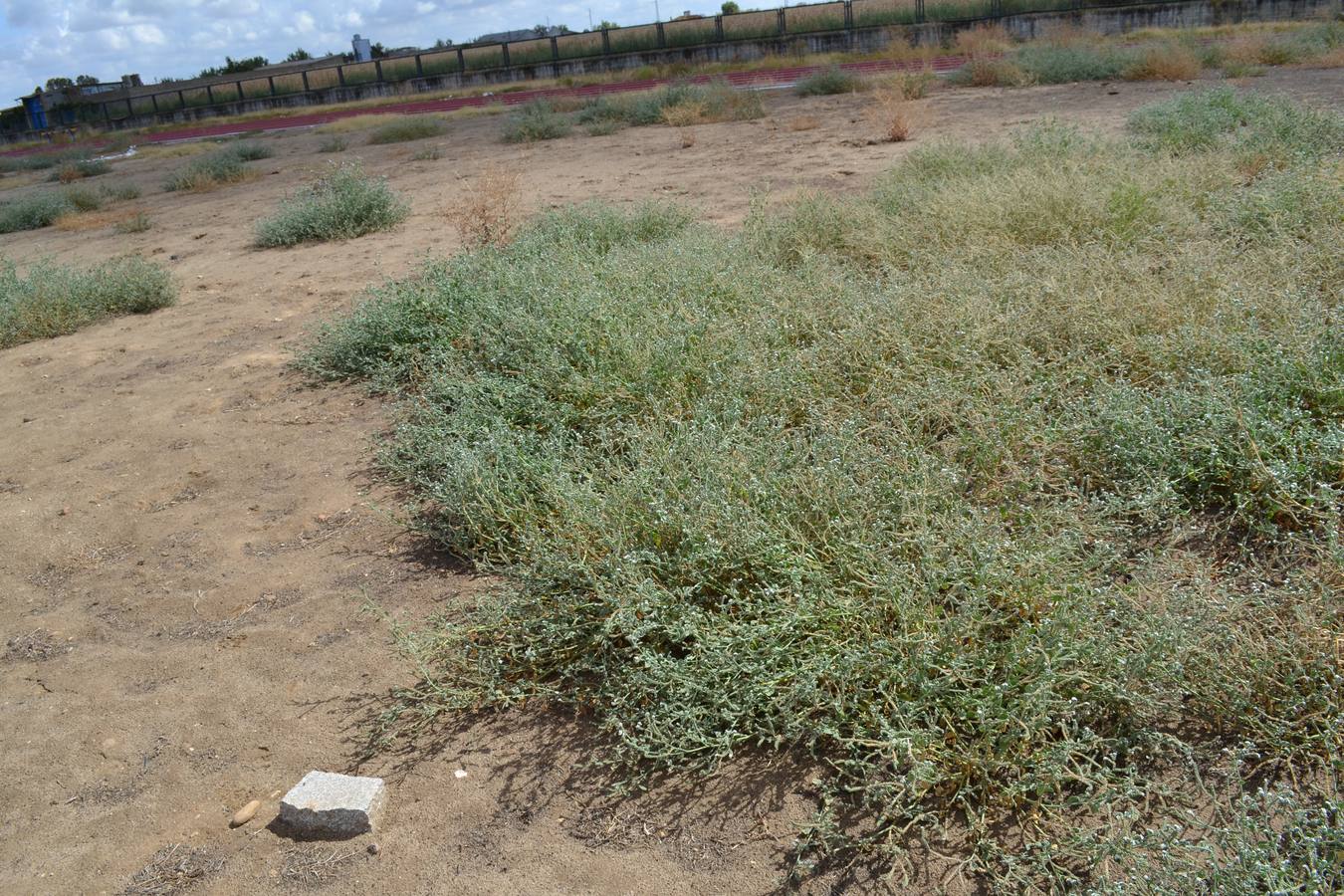 Estado de las instalaciones del Club de Atletismo de Montijo