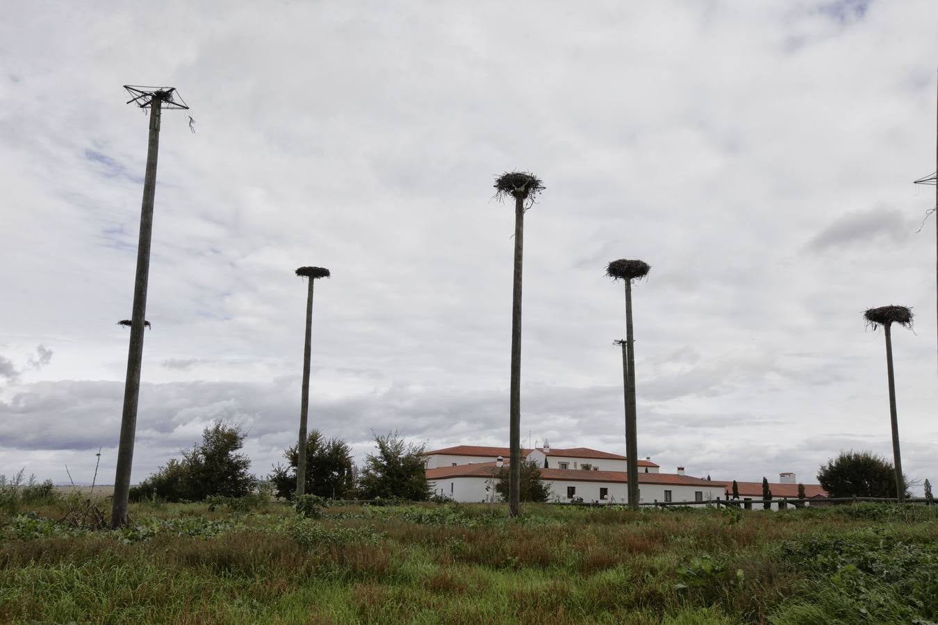 Lunes, 3 de noviembre. La construcción del aeródromo de Cáceres, choca de lleno con una colonia de cigüeñas blancas en las inmediaciones del hotel Fontecruz, casi al lado de la carretera N-521 (Cáceres-Valencia de Alcántara) y a solo unos metros de la futura pista de despegue. La seguridad aparece en primer término para explicar la decisión adoptada por la Dirección General de Transportes, promotor del aeródromo de uso restringido. Fotografía: Lorenzo Cordero