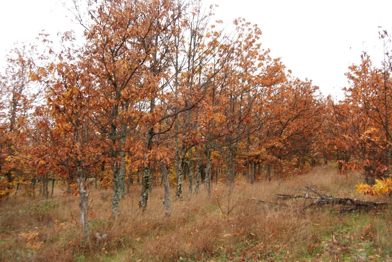 Embrujados por el encanto otoñal del Ambroz
