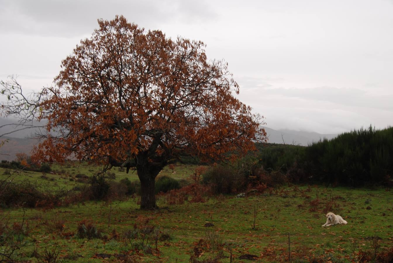 Embrujados por el encanto otoñal del Ambroz