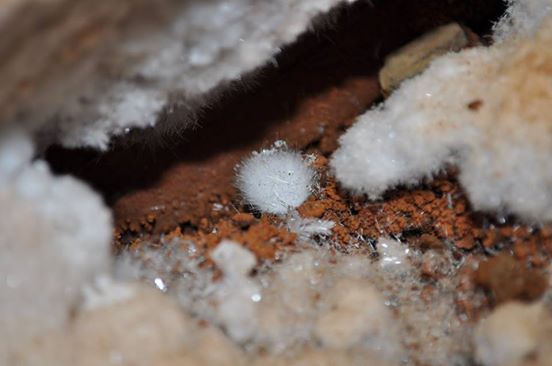 'Pelusín'. una de las formaciones cristalinas más pequeñas de la cueva de Castañar de Ibor.