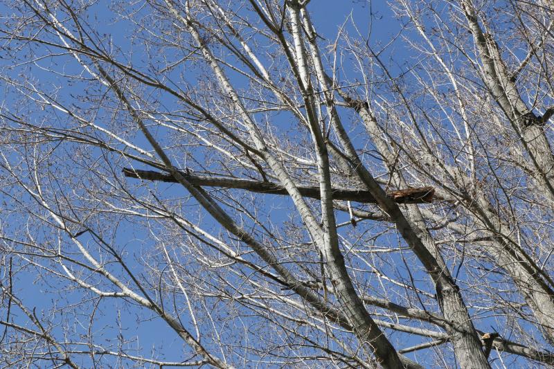 Efectos del temporal en Plasencia