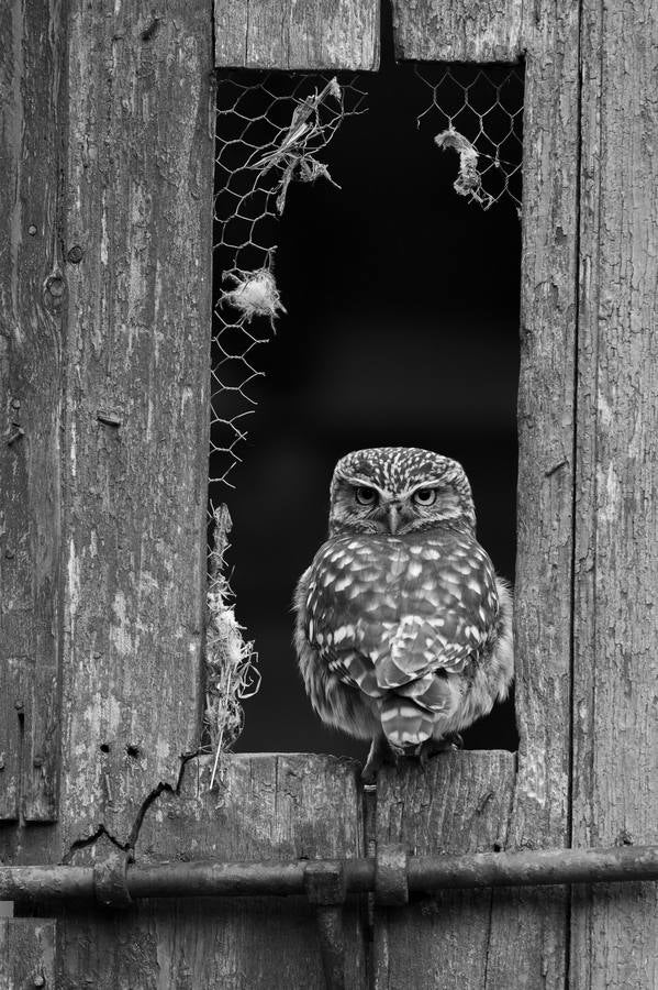 Categoría 2: Aves de Extremadura. 'Athene noctua.Texturas', por Valentín Fernández Jiménez
