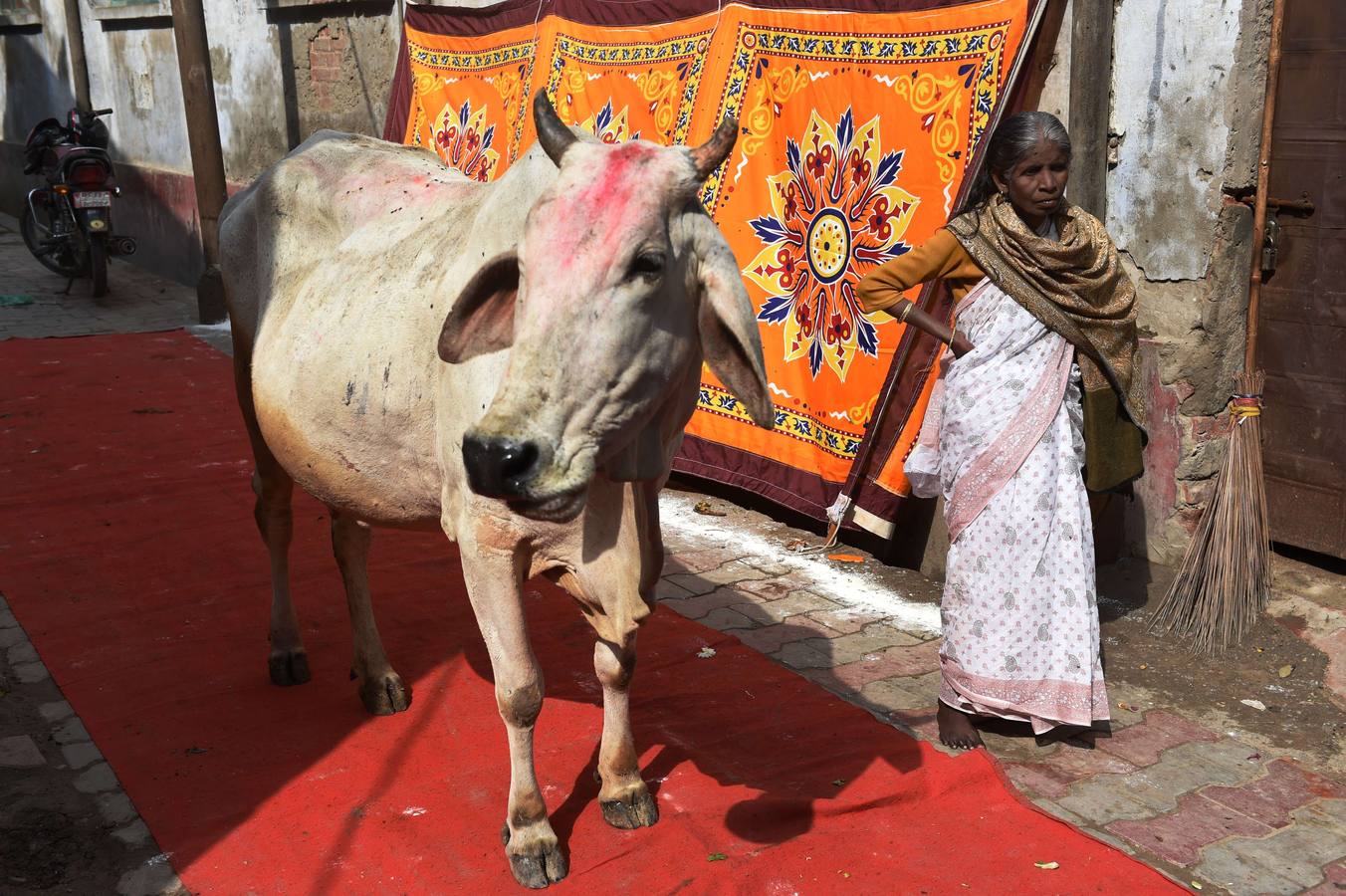Mujeres hindúes junto a una vaca a la entrada del centro de ayuda a las viudas de la India en la ciudad de Vrindavan tras la celebración del Festival Holi. Fotografía: AFP / Roberto Schmidt