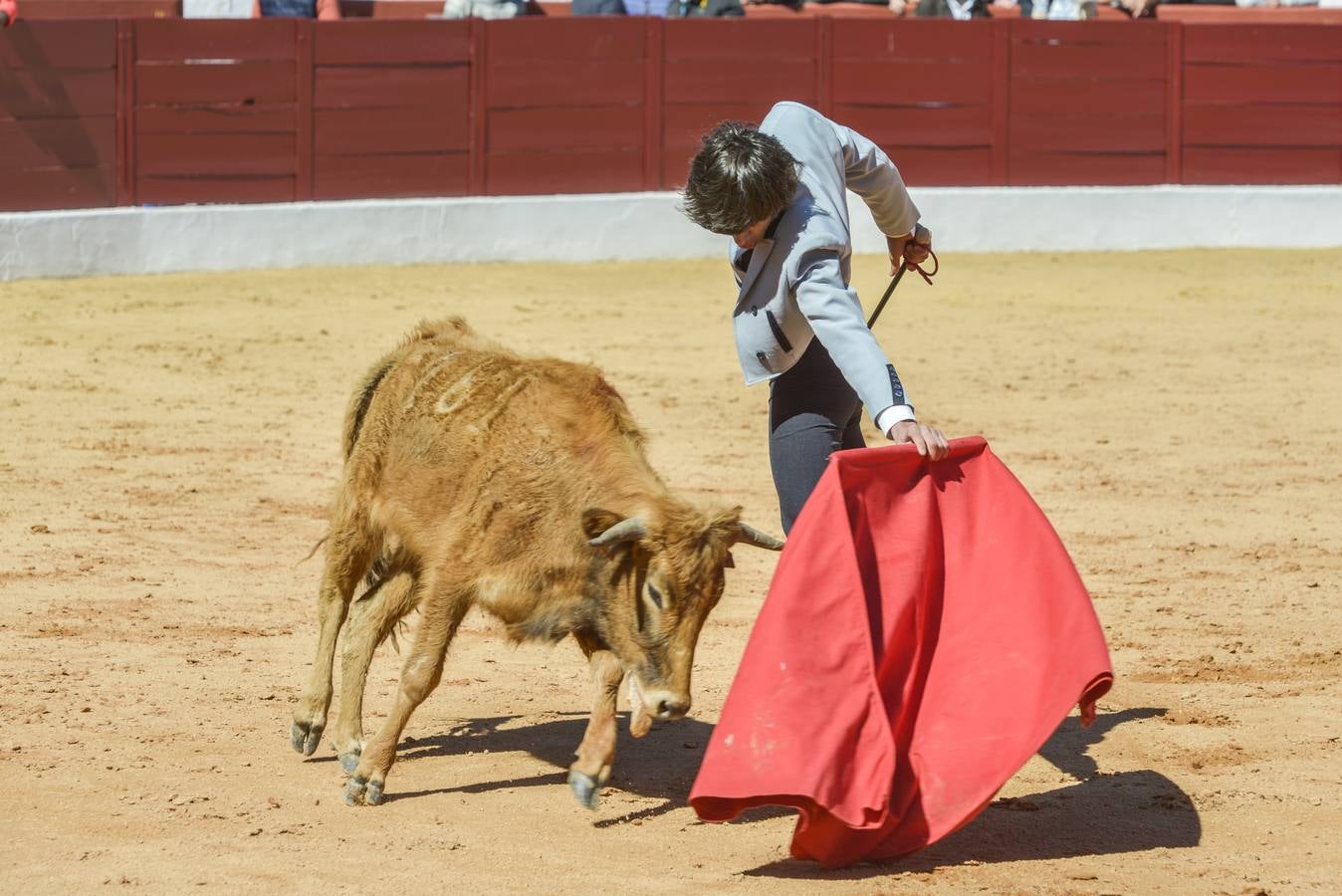 Capea de Talavante en Olivenza