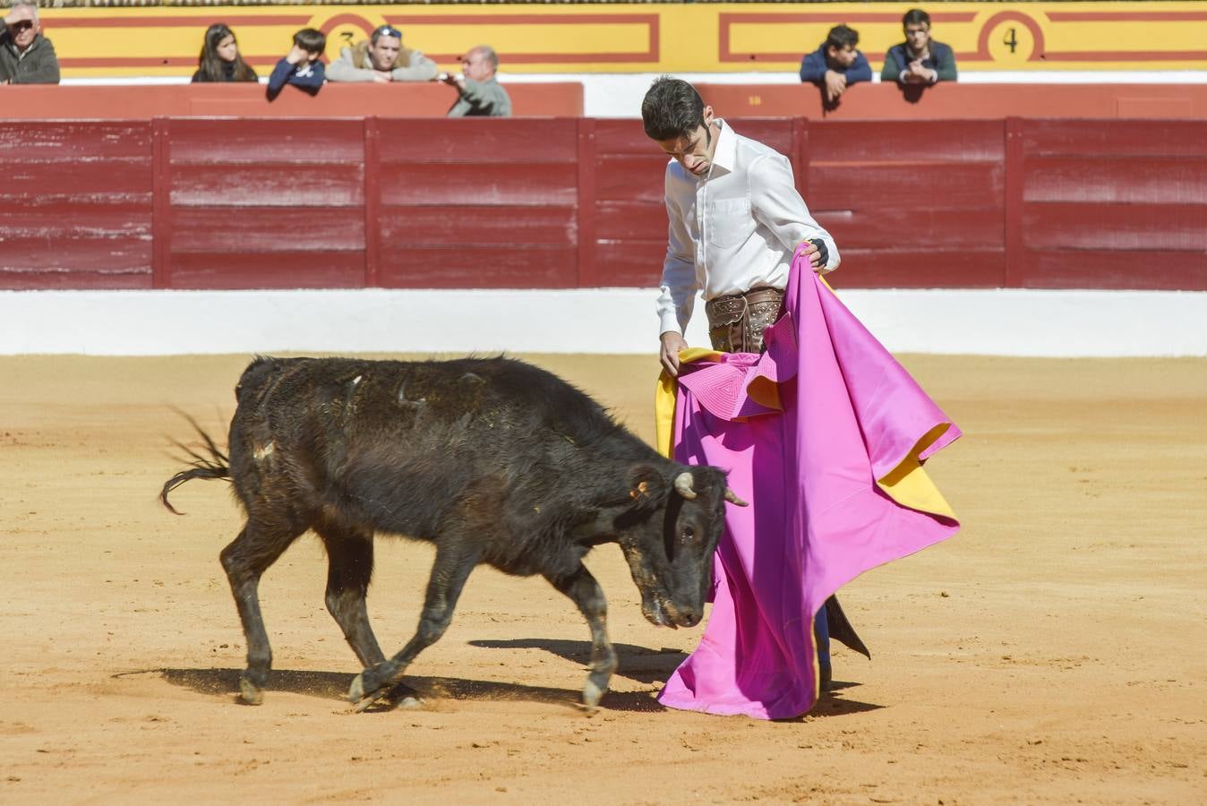 Capea de Talavante en Olivenza