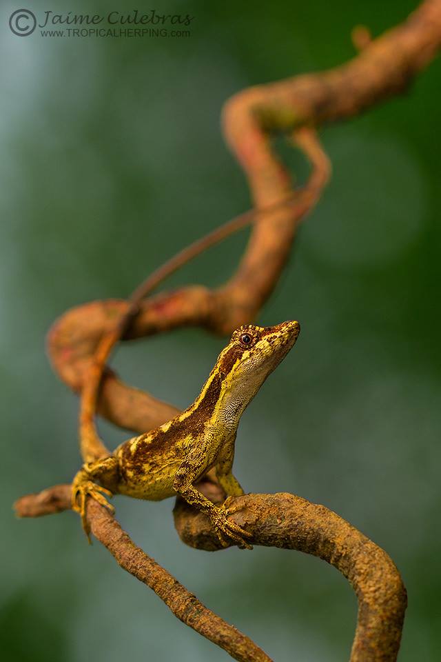 El descolorido Anolis lyra en el viaje de Tropical Herping y Fotoreisen.ch en el río Canandé