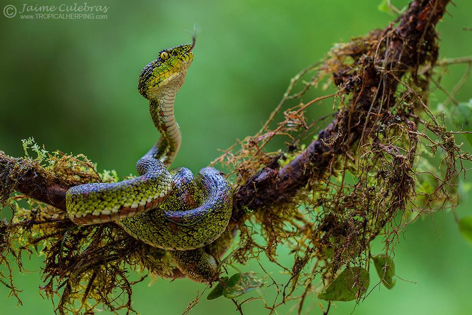 Camuflaje perfecto en Mashpi Lodge