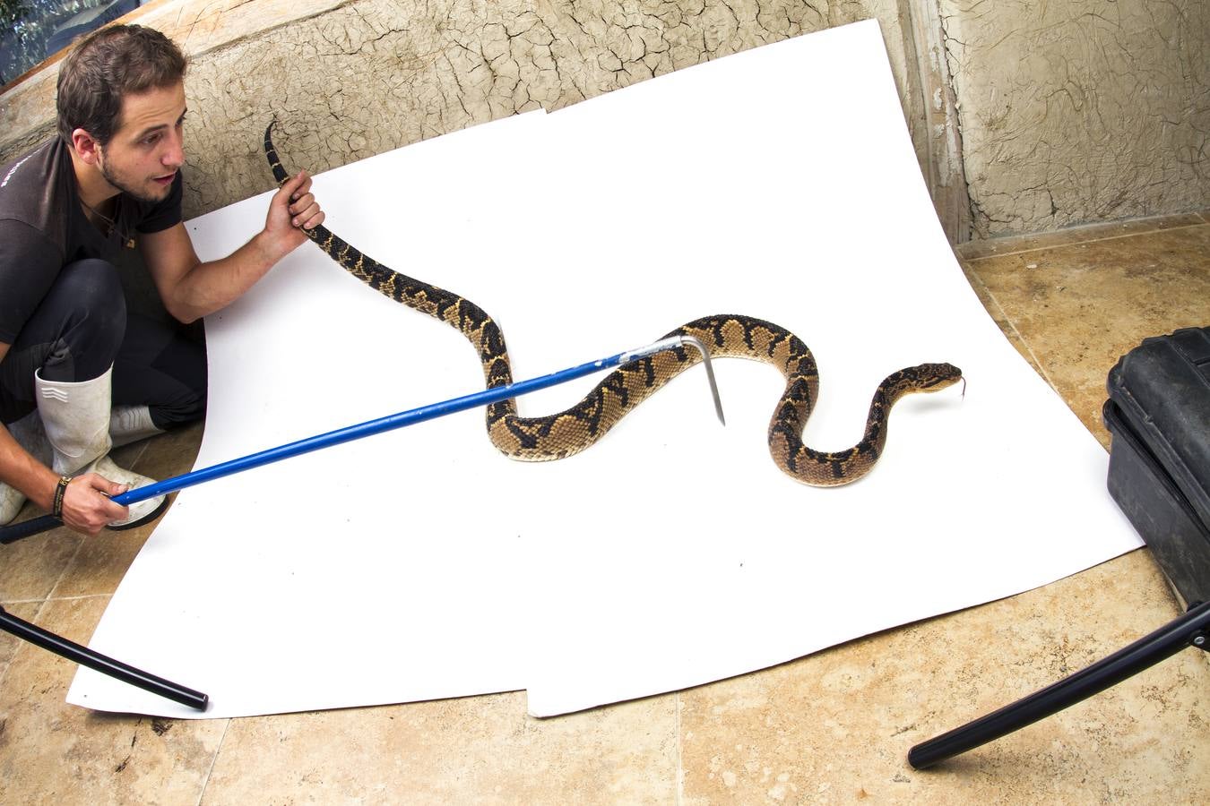 Verrugosa del Oriente (Lachesis muta), la segunda serpiente venenosa con colmillos más grandes del mundo