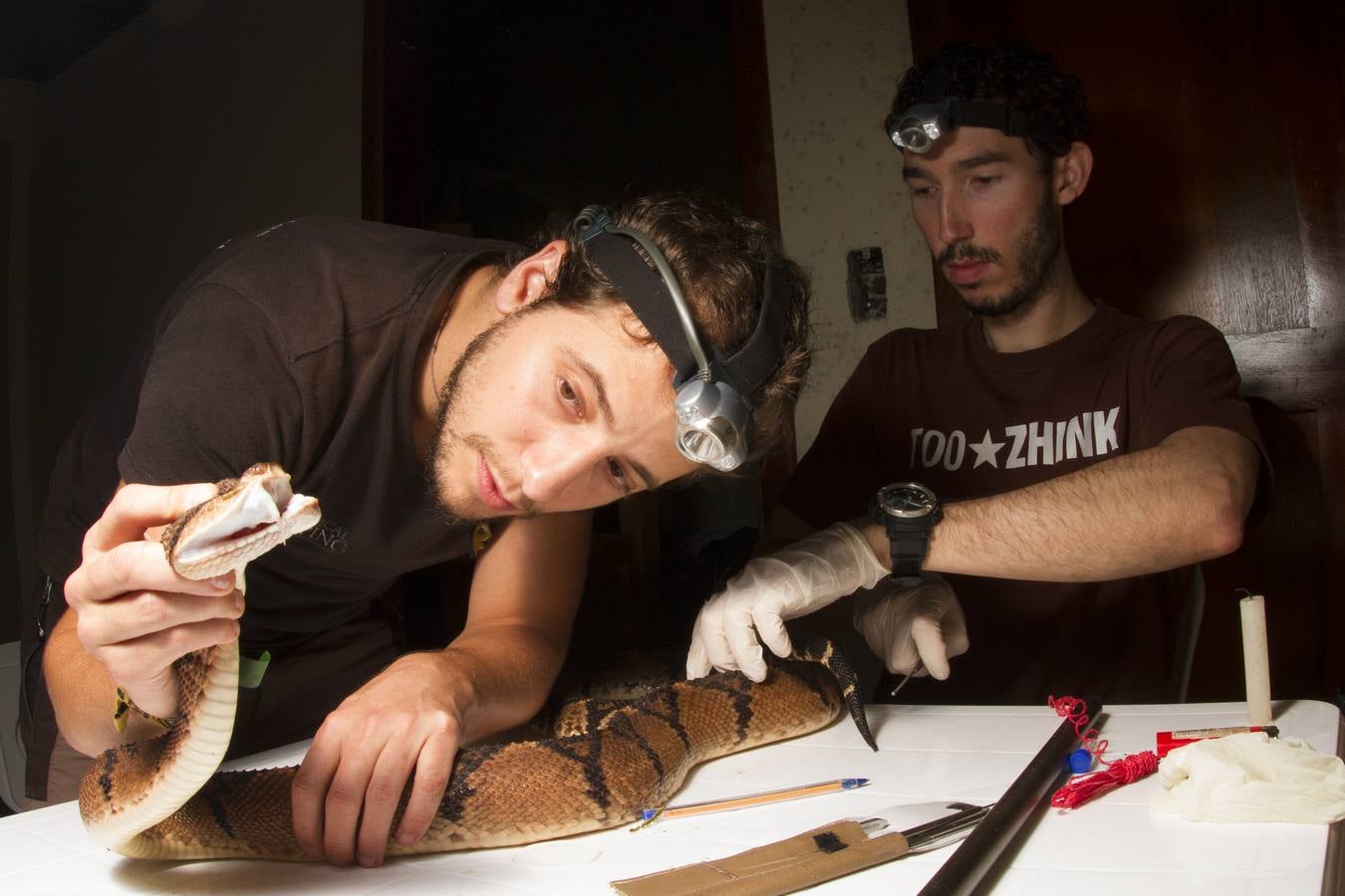 Tomando muestras de la Verrugosa del Chocó (Lachesis acrochorda)