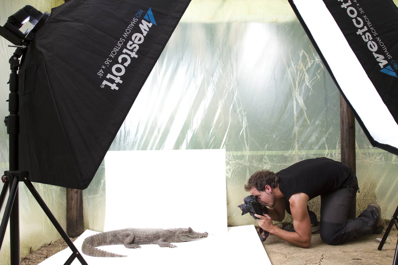 Caimán marrón (Caimán fuscus)