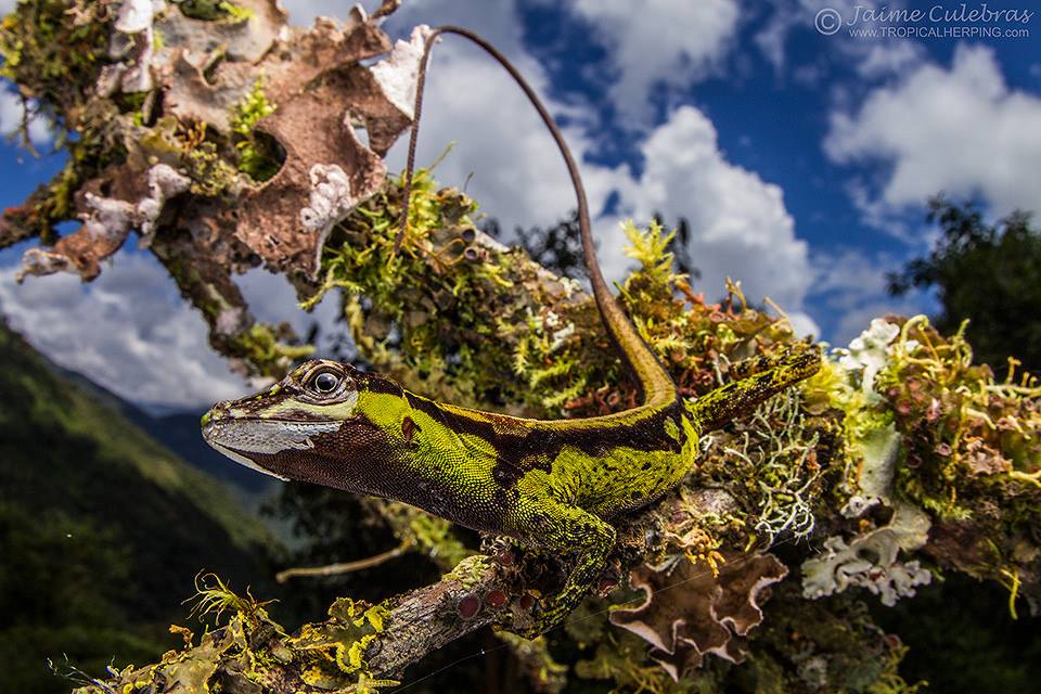 Una colorida hembra de Anolis fitchi en las inmediaciones del volcán Tungurahua