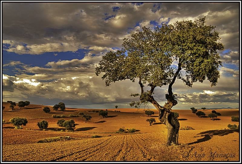 Campos de Castuera