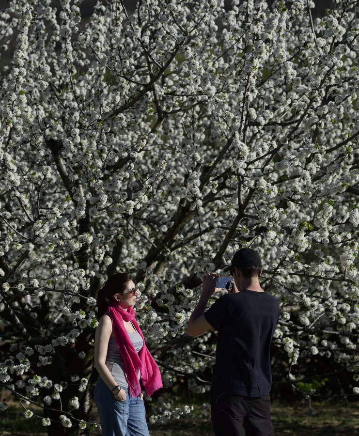 El Valle del Jerte muestra todo su esplendor en Semana Santa