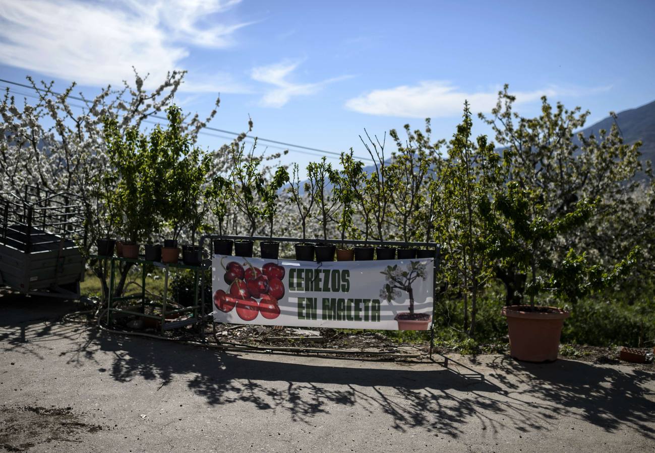 El Valle del Jerte muestra todo su esplendor en Semana Santa