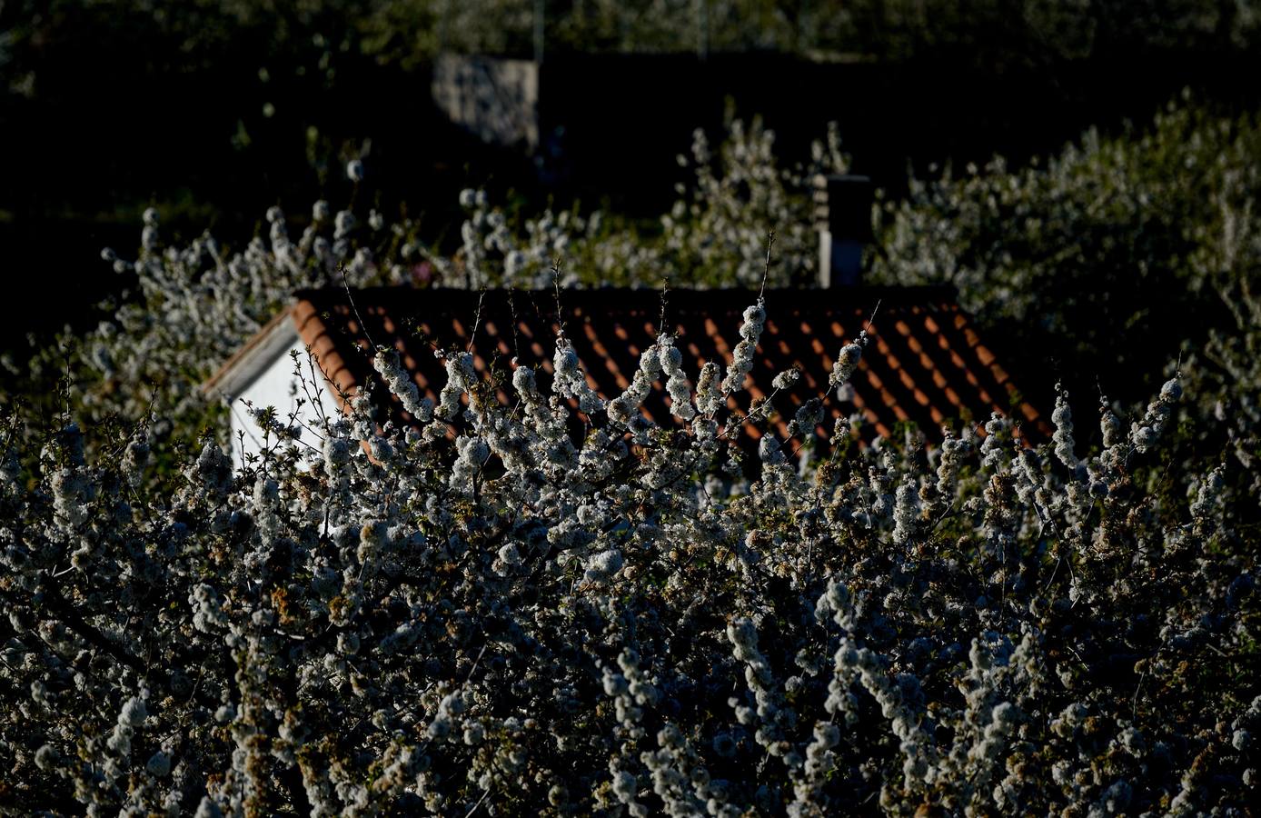 El Valle del Jerte muestra todo su esplendor en Semana Santa