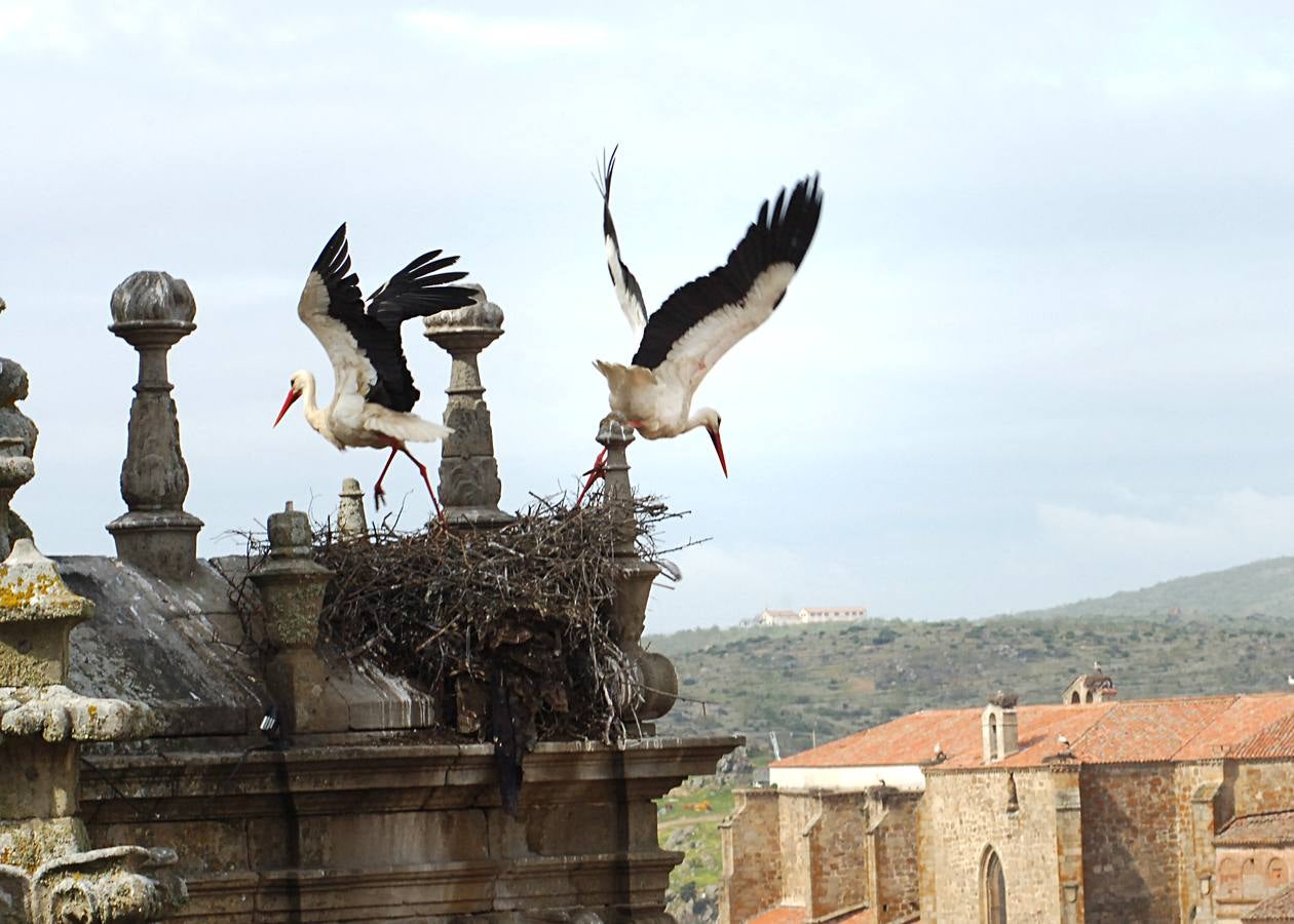 La Catedral de Plasencia y las Cigüeñas