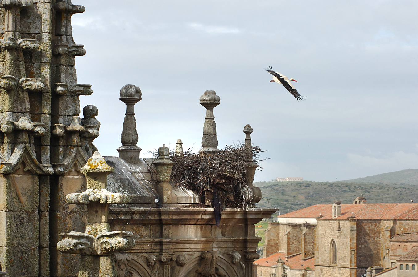 La Catedral de Plasencia y las Cigüeñas