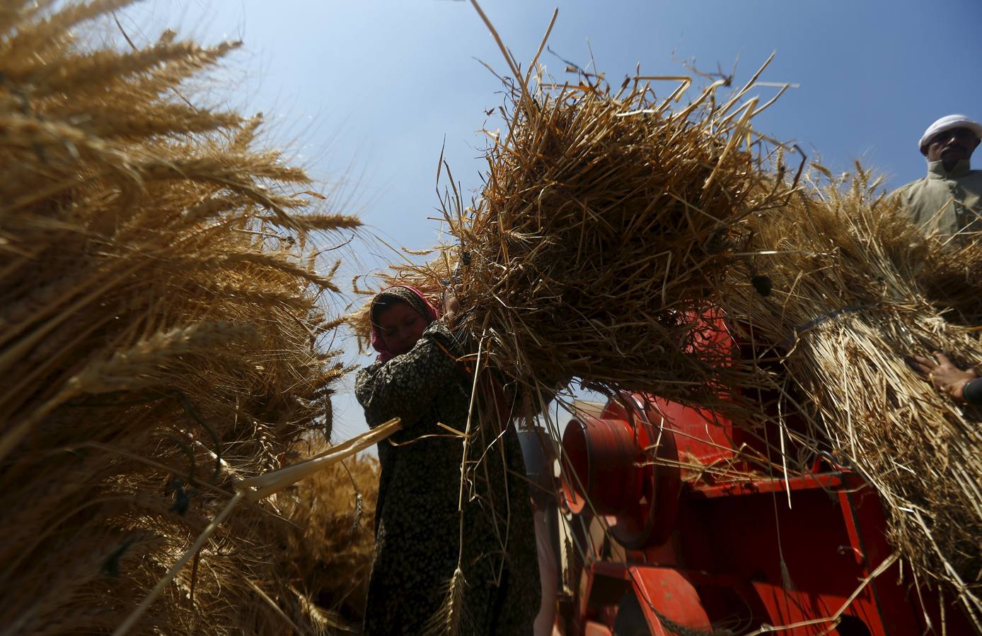 Recolección de trigo en Egipto